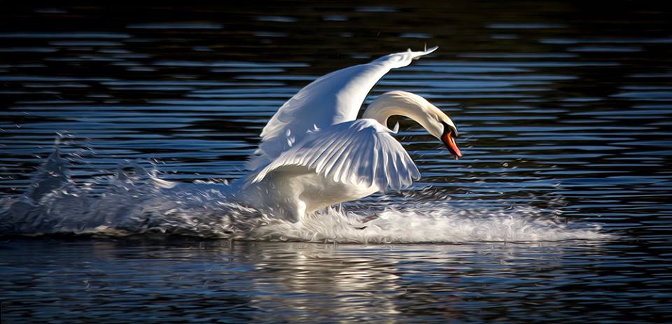 Swan Landing