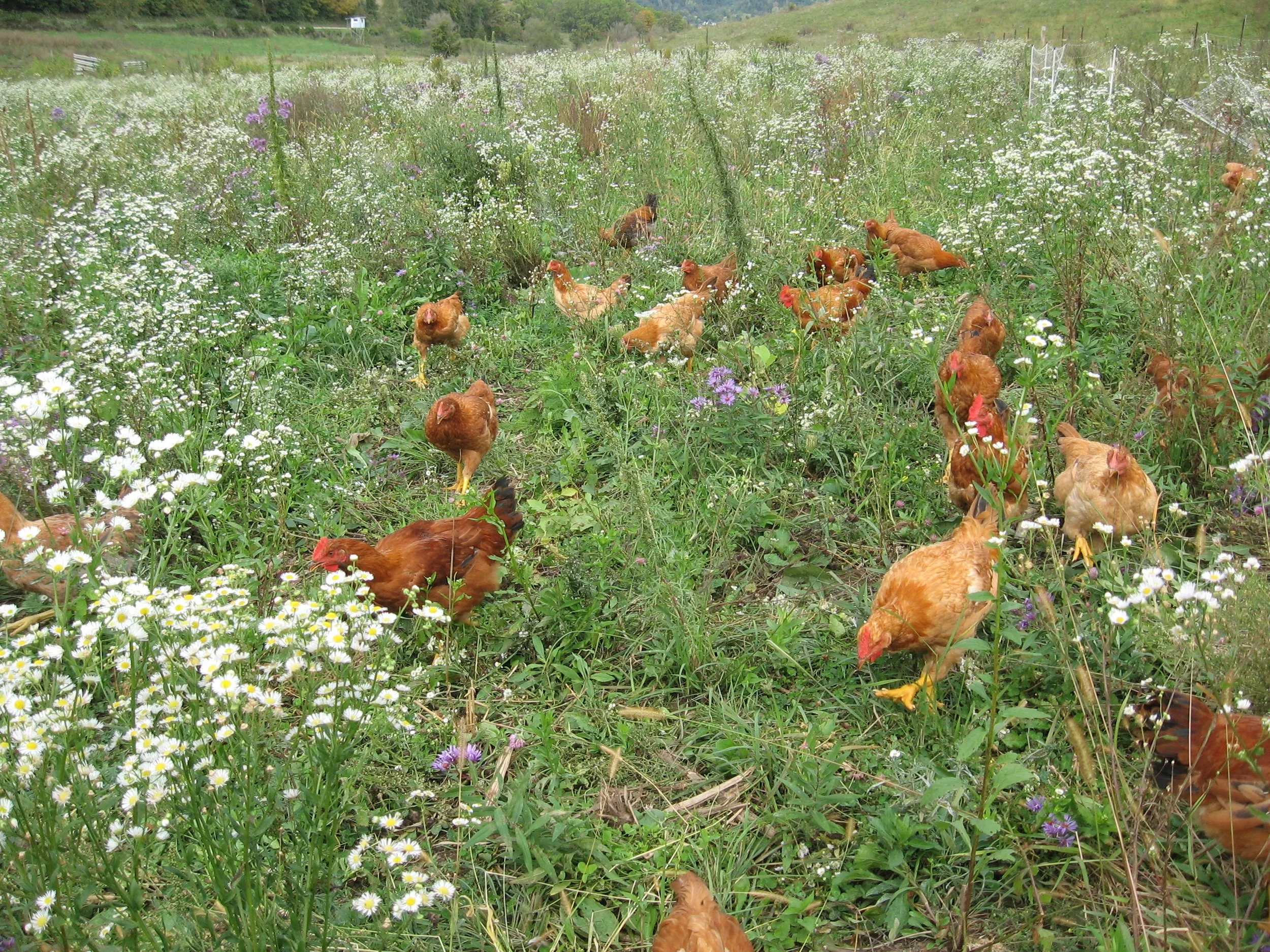 image017.jpg