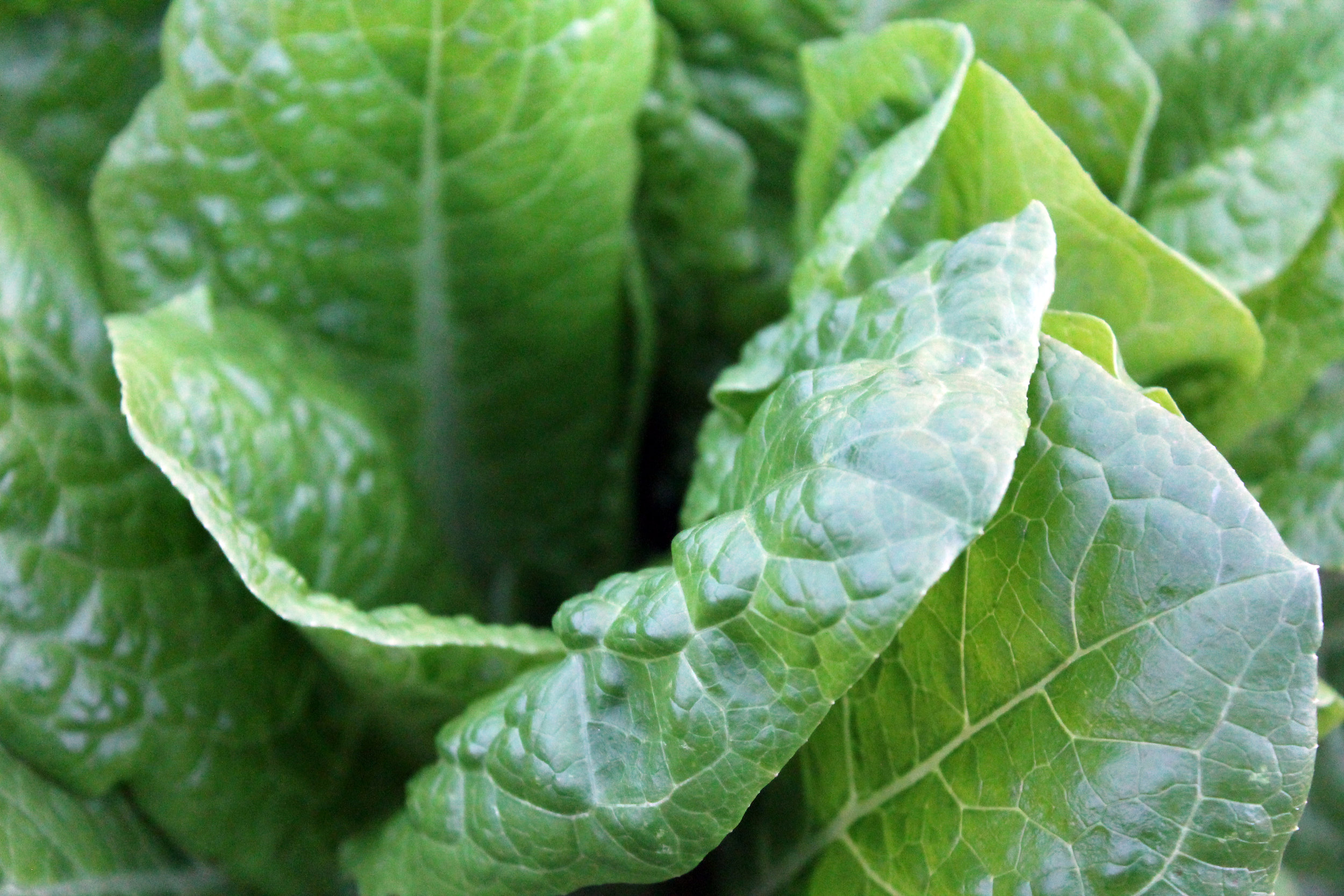 There are many reasons to eat more plants, let me show you why! This presentation will focus on the power of food and give many eye-opening thougths and facts that will motivate anyone to graze more greens. It will explain why eating more greens will make you healthier, happier and simply feel better!