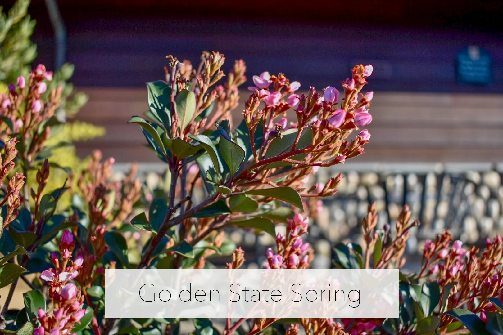 CaliforniaSpring