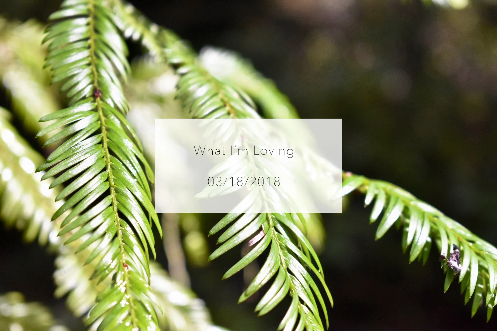 WhatImLoving-3.18.18