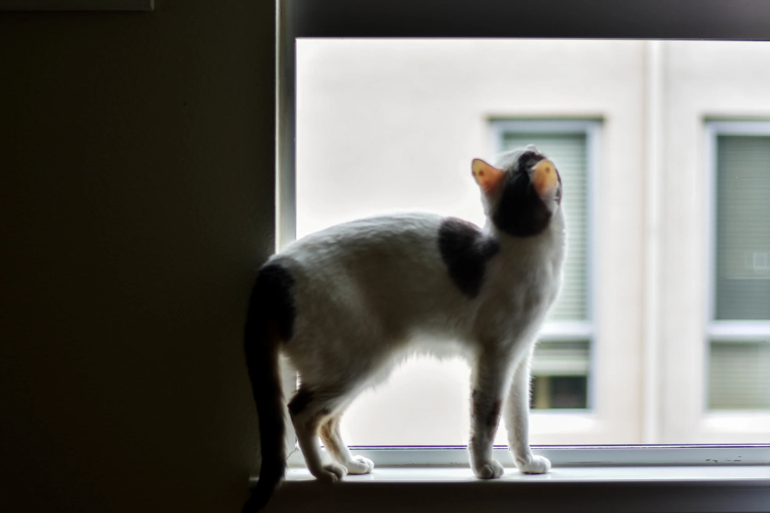 DSC_0590.jpg