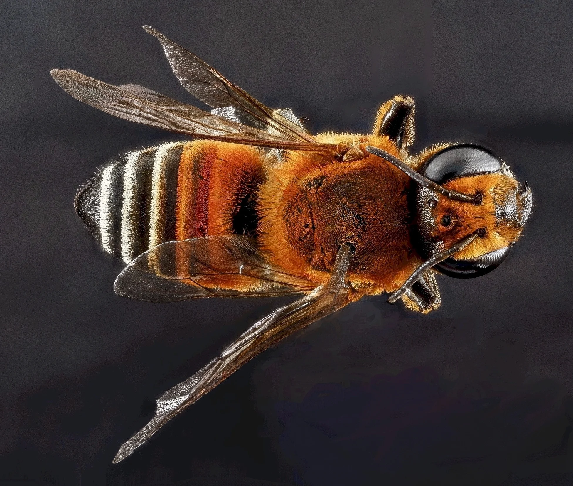 bee-951079.jpg