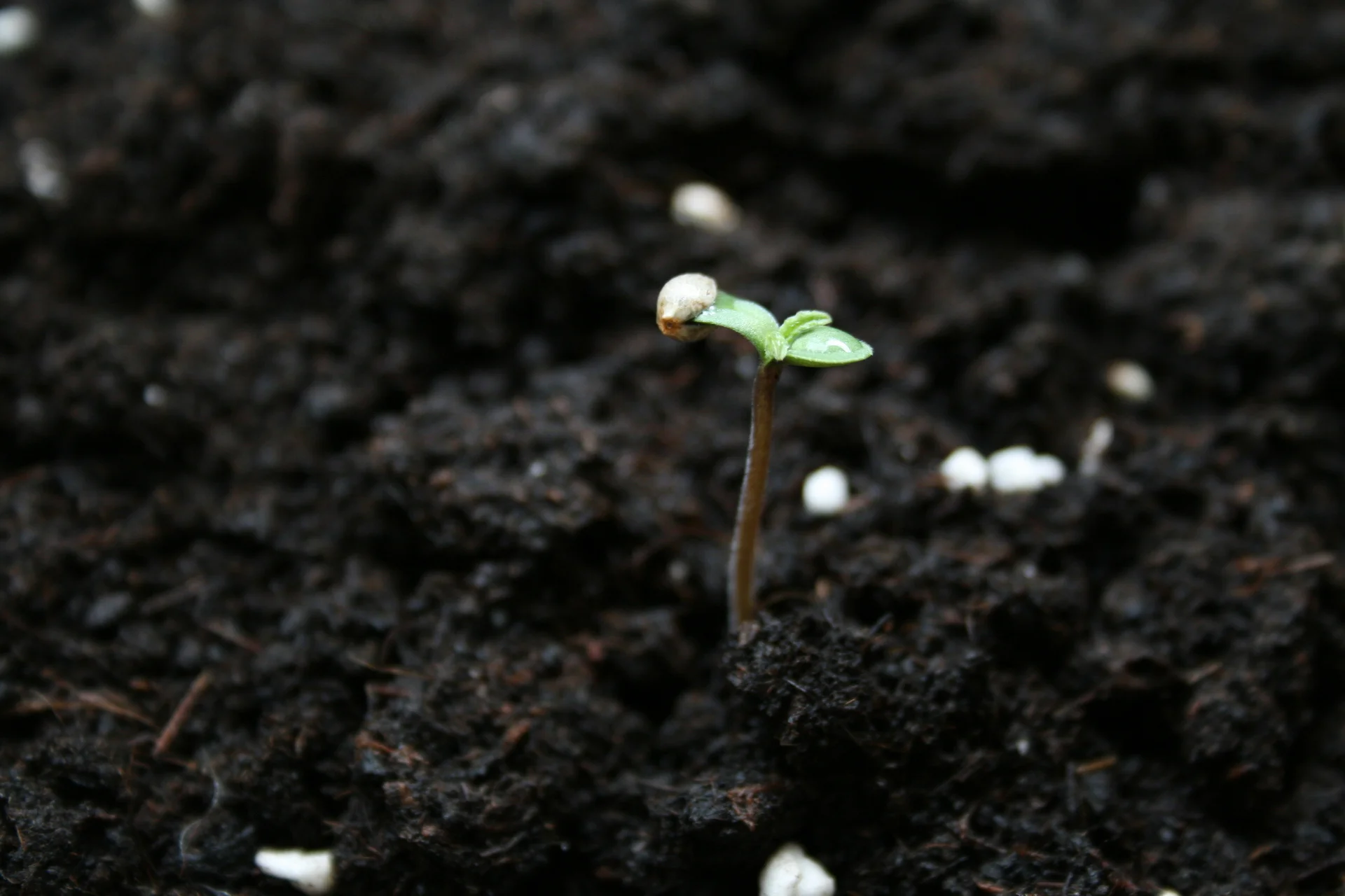 germination faa.jpg
