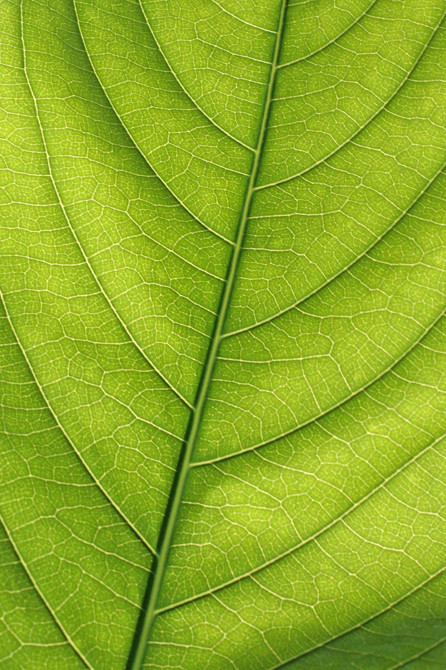 leaf faa.jpg