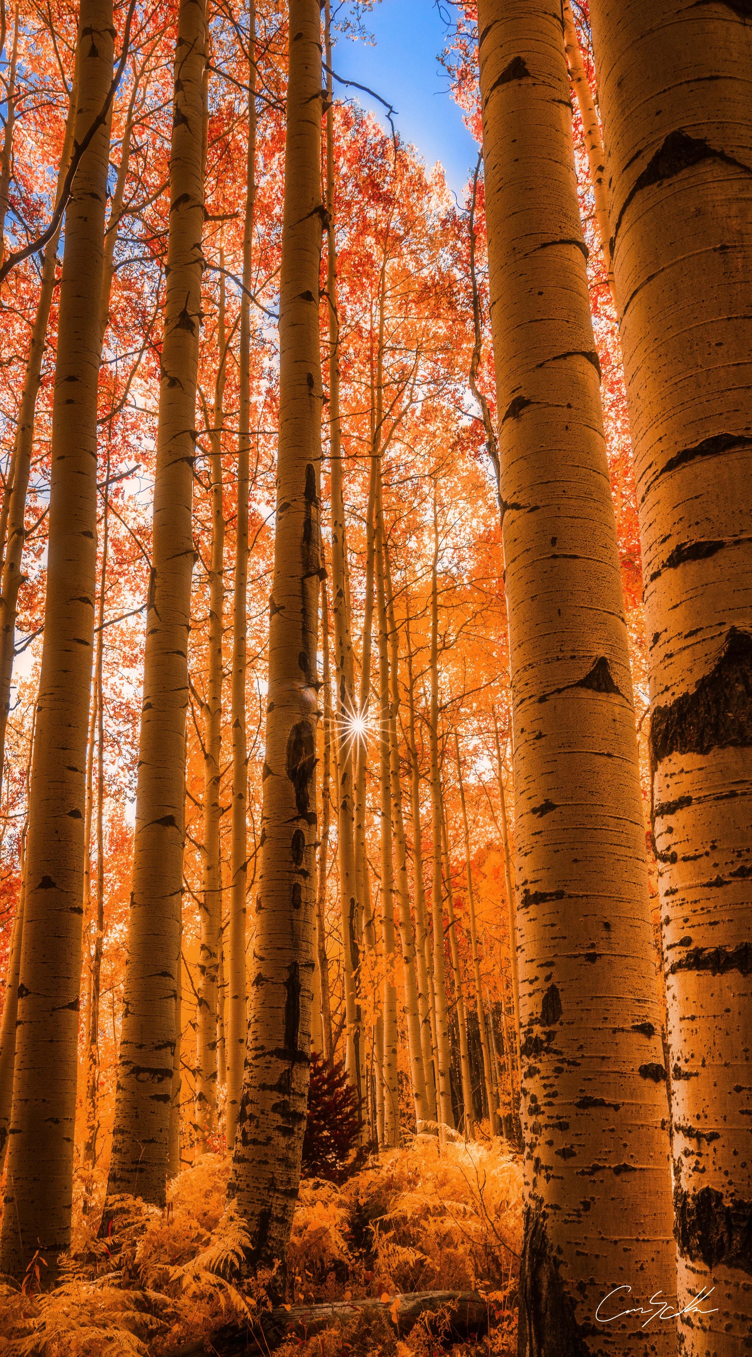 Fall Forest Print.jpg