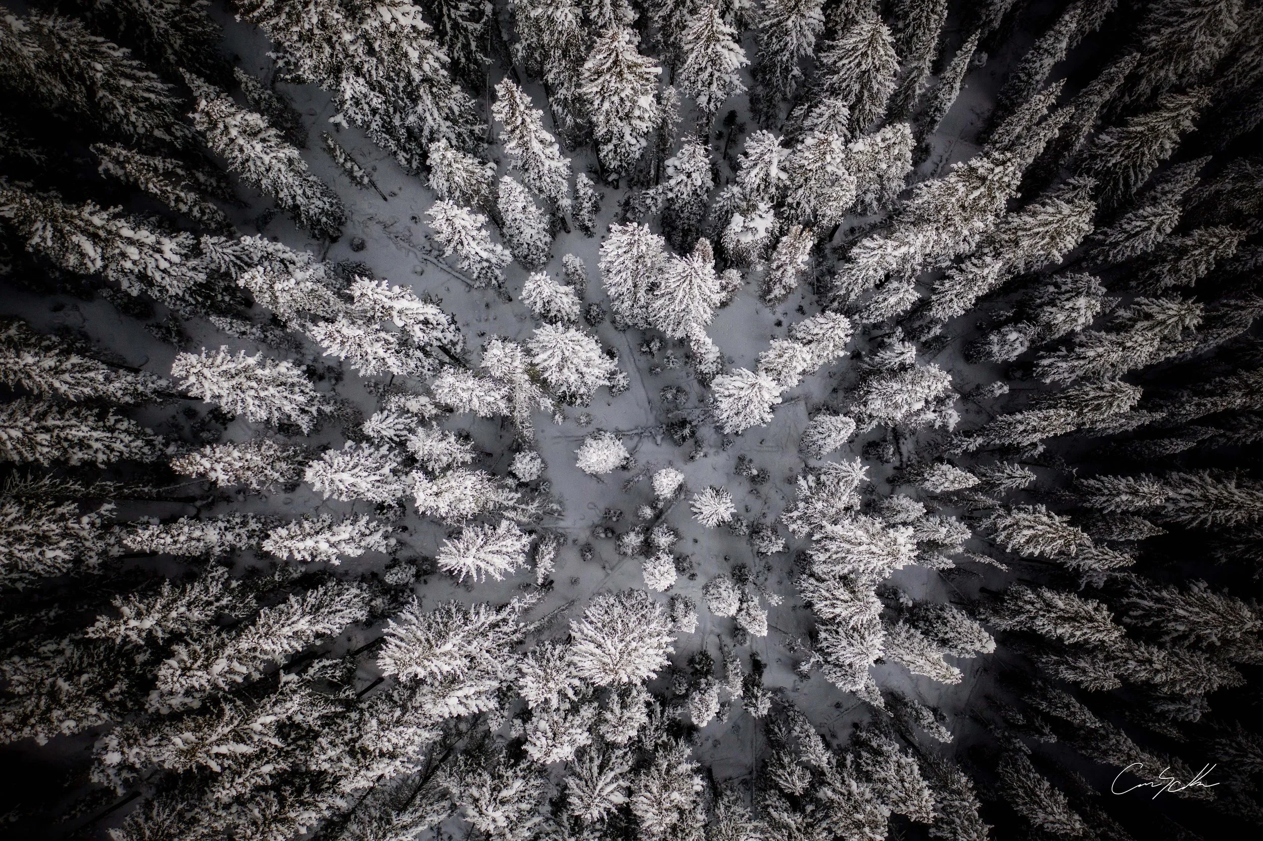 Tree Overhead Photo Print.jpg