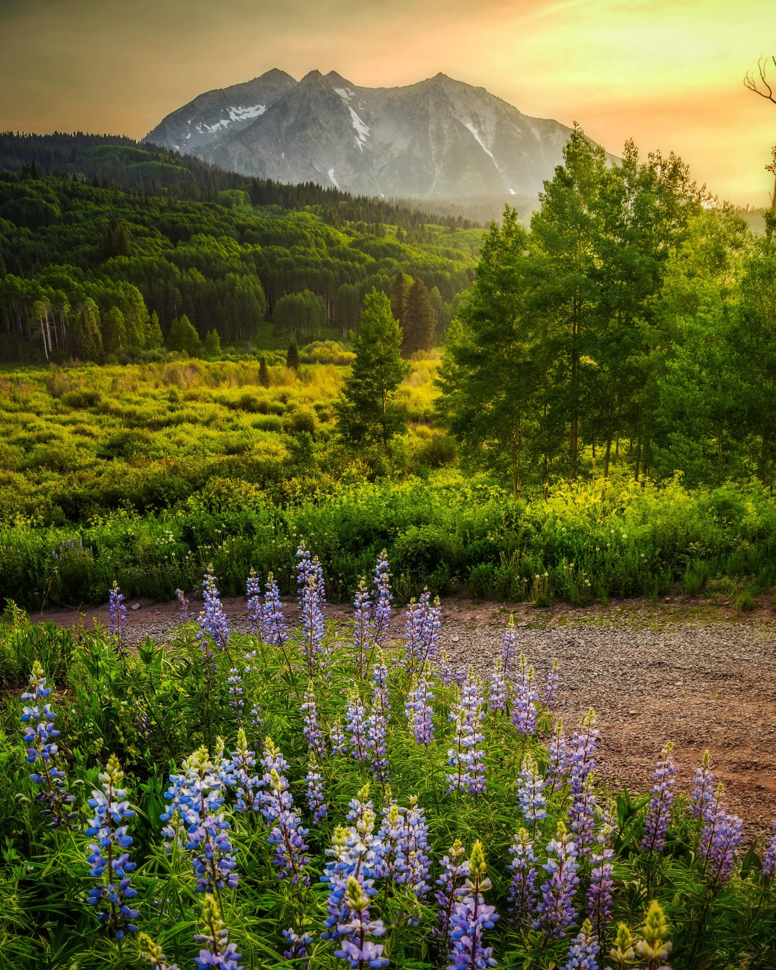 KeblerPass.beckwith.Lupine.GoldenHour.Summer.6.15.21.jpg