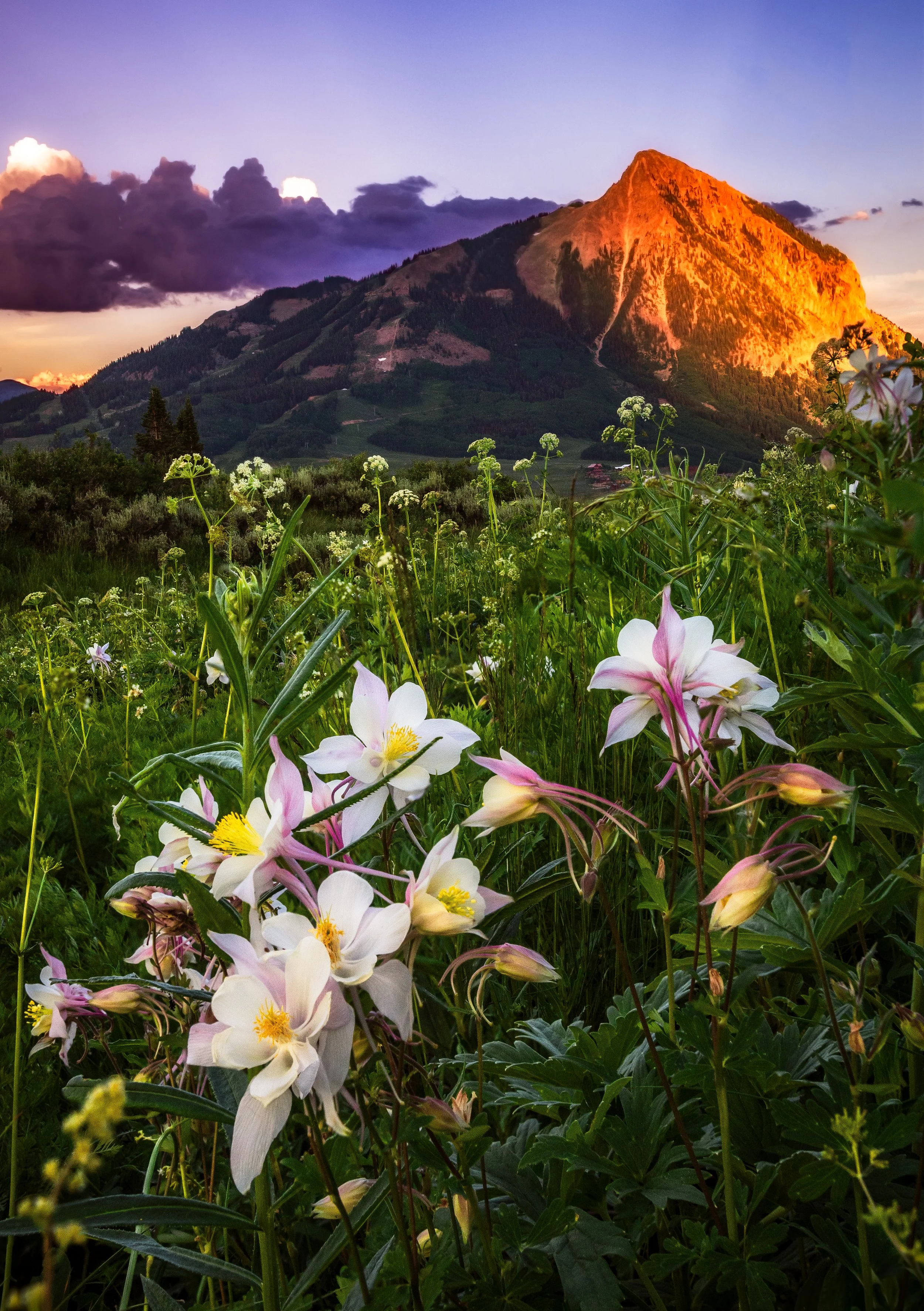 MtCb Columbines.jpg