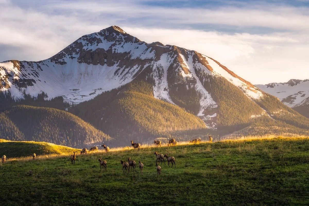 Telluride Elk Horizontal Connor Scalbom.jpg
