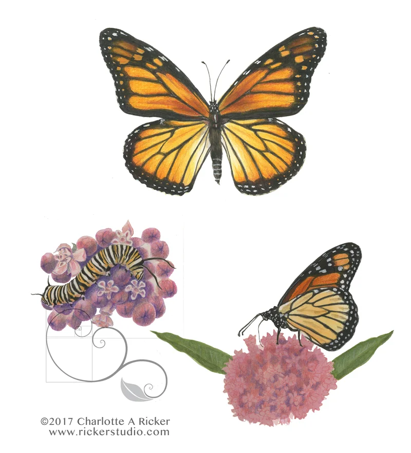 Ricker_Monarch_Comp_web.jpg