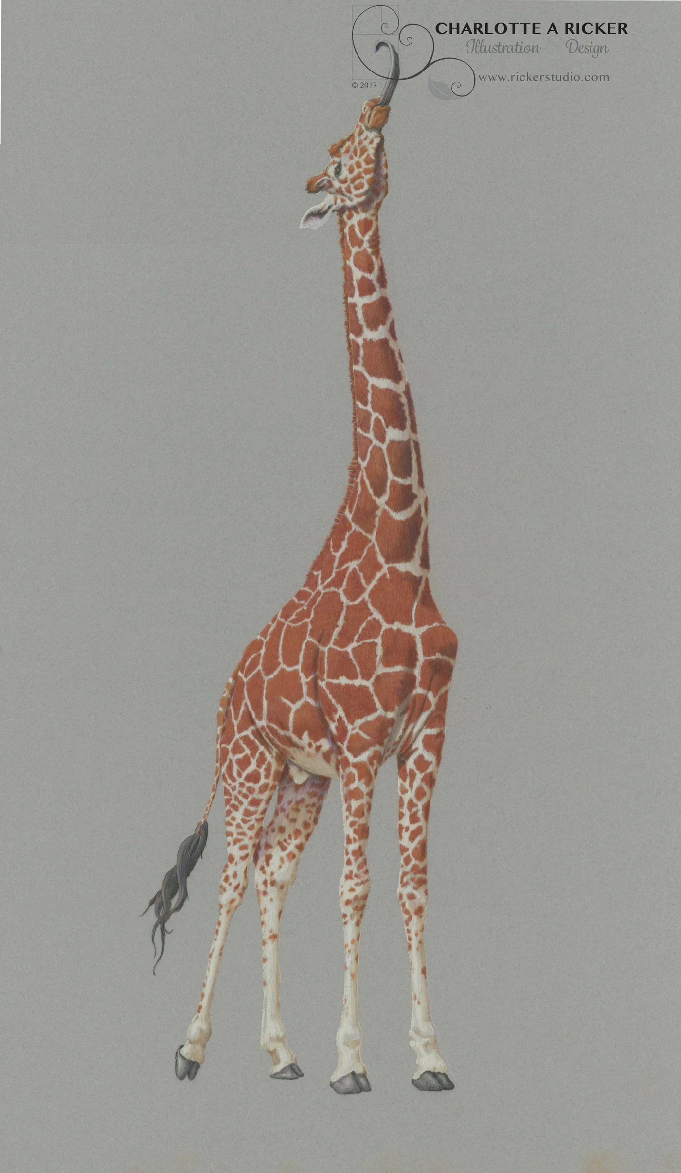 Ricker_Giraffa_camelopardalis_web.jpg