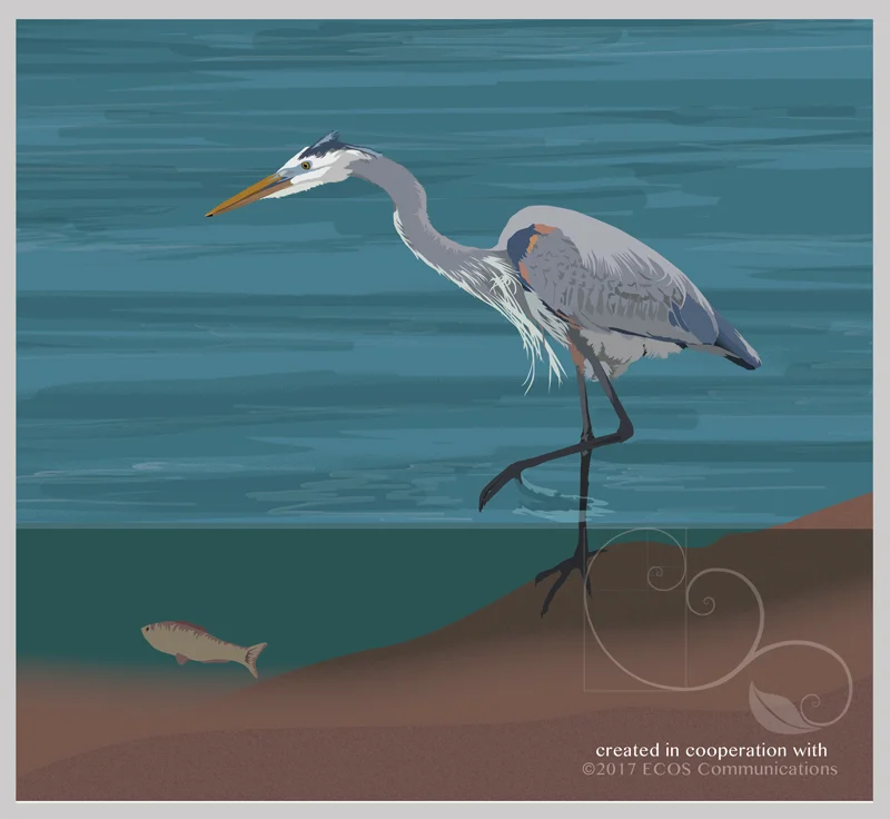 Ricker_heron_fishing_web.jpg