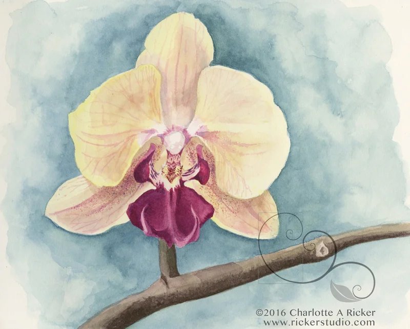 ricker_orchidcolorcloseup_web.jpg
