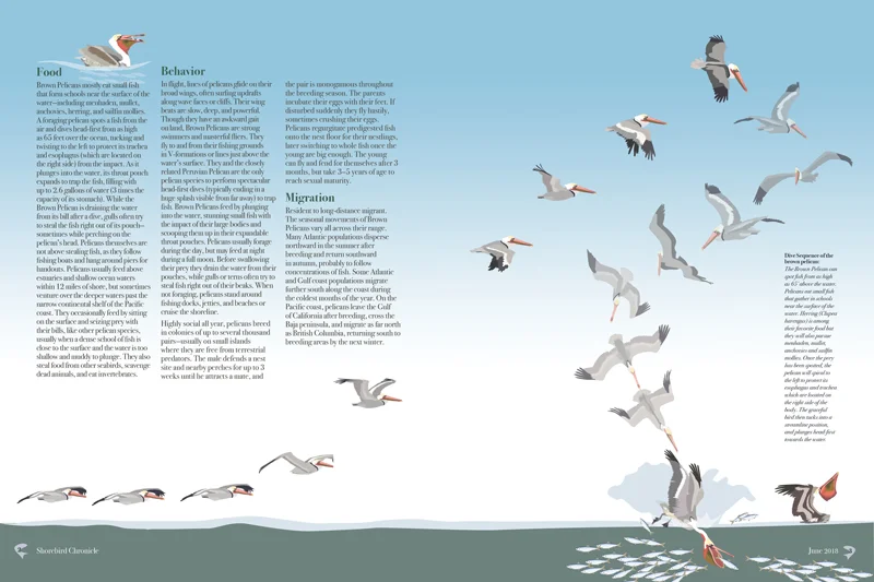 091118_Ricker_PelicanArticle_spread_web.jpg