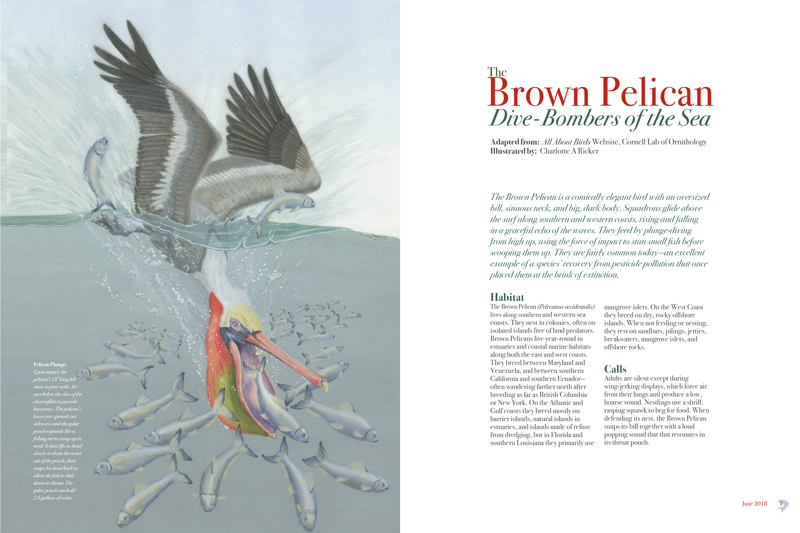 091118_Ricker_PelicanArticle_spread2_web.jpg