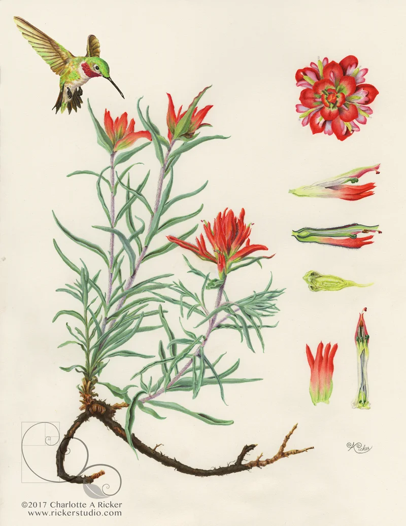 091118_Ricker_Castilleja_integra_web.jpg