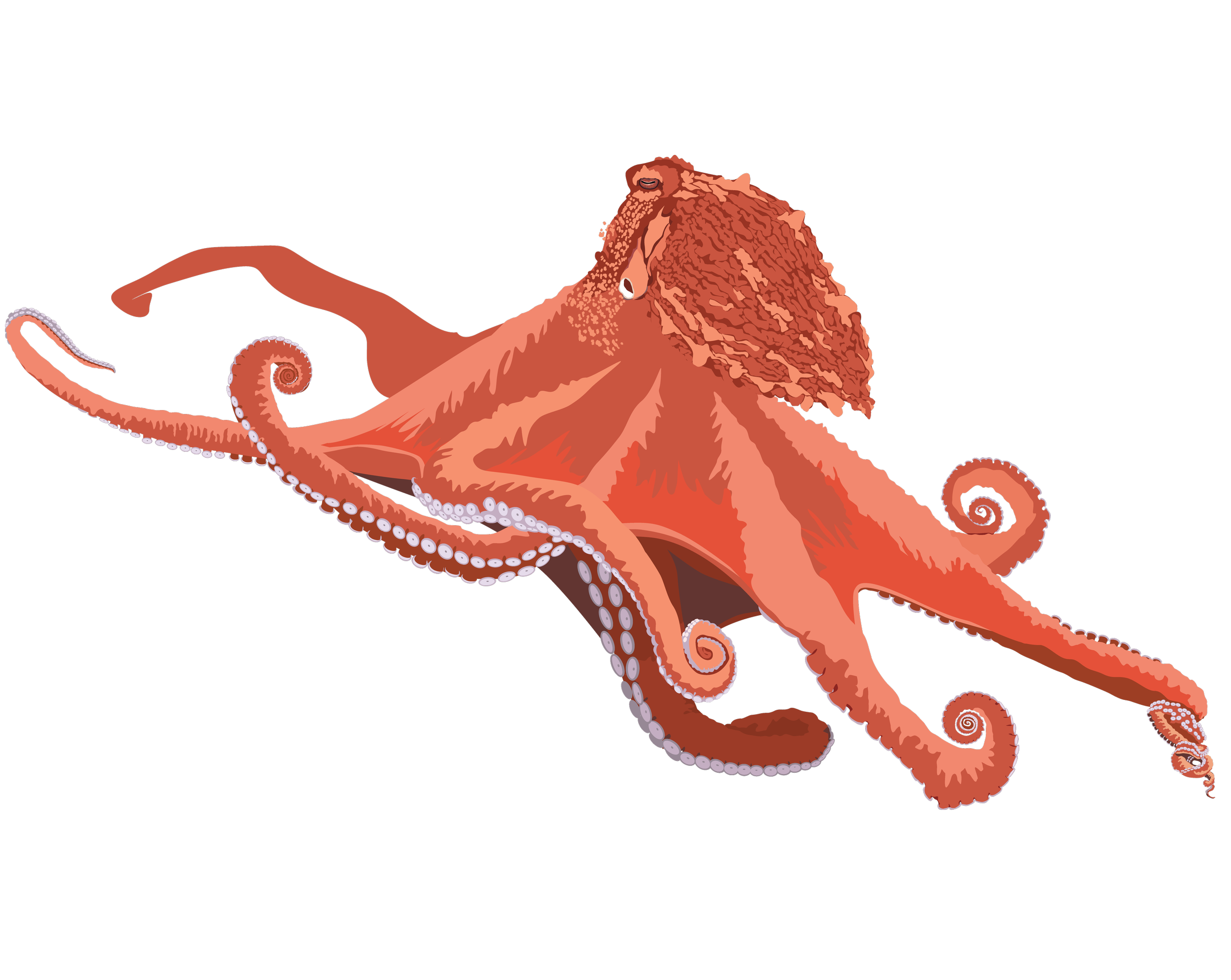 SeaLions_octopus.png