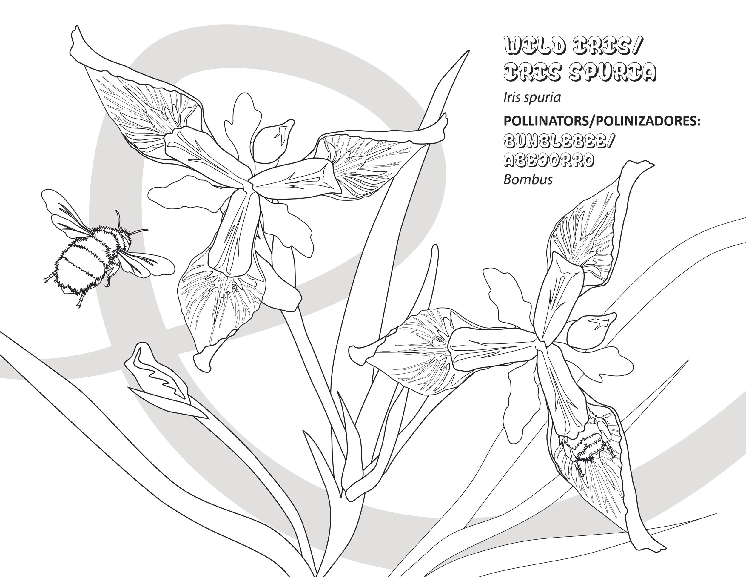 Ricker_Pollinator_ColoringPages-02.jpg