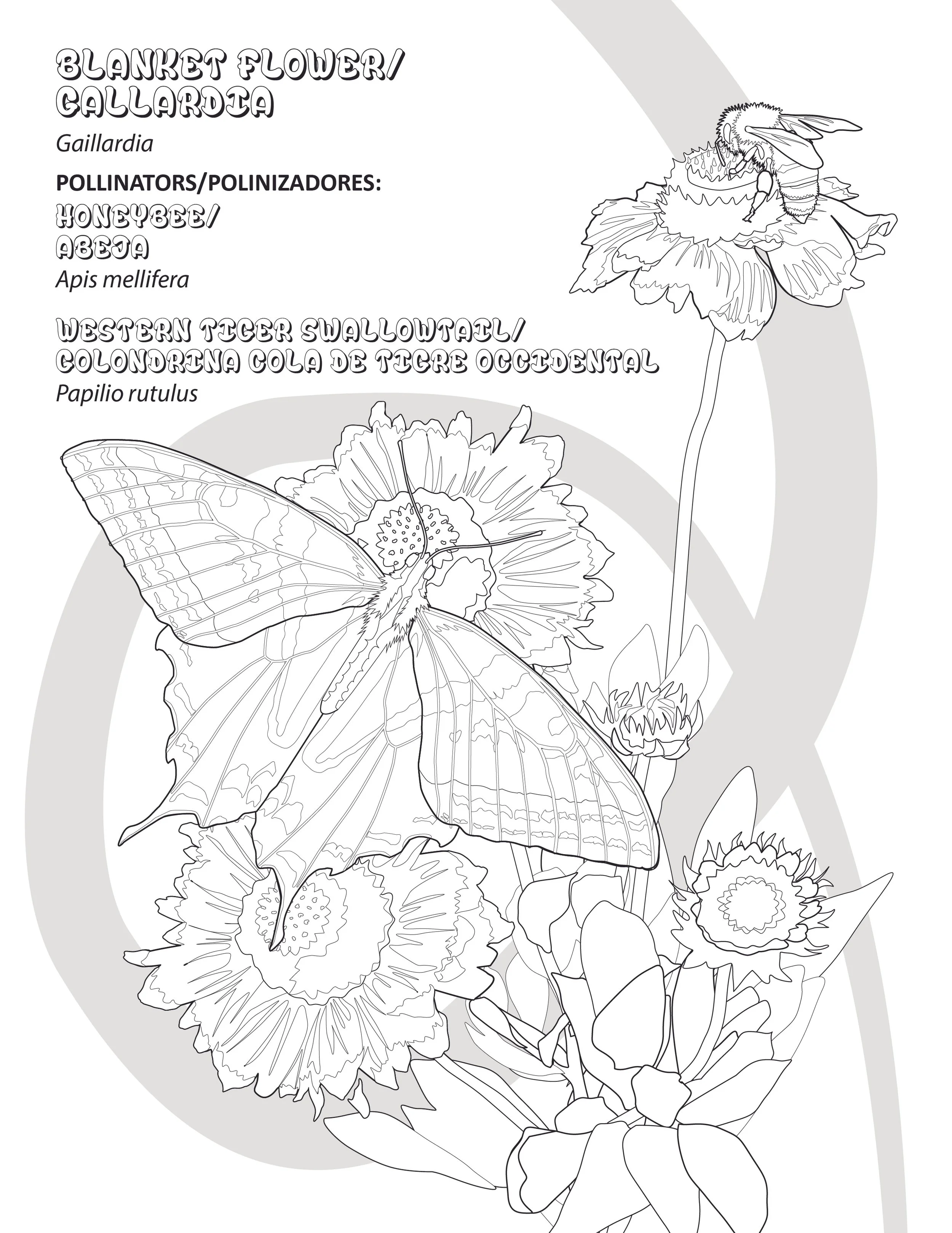 Ricker_Pollinator_ColoringPages-01.jpg
