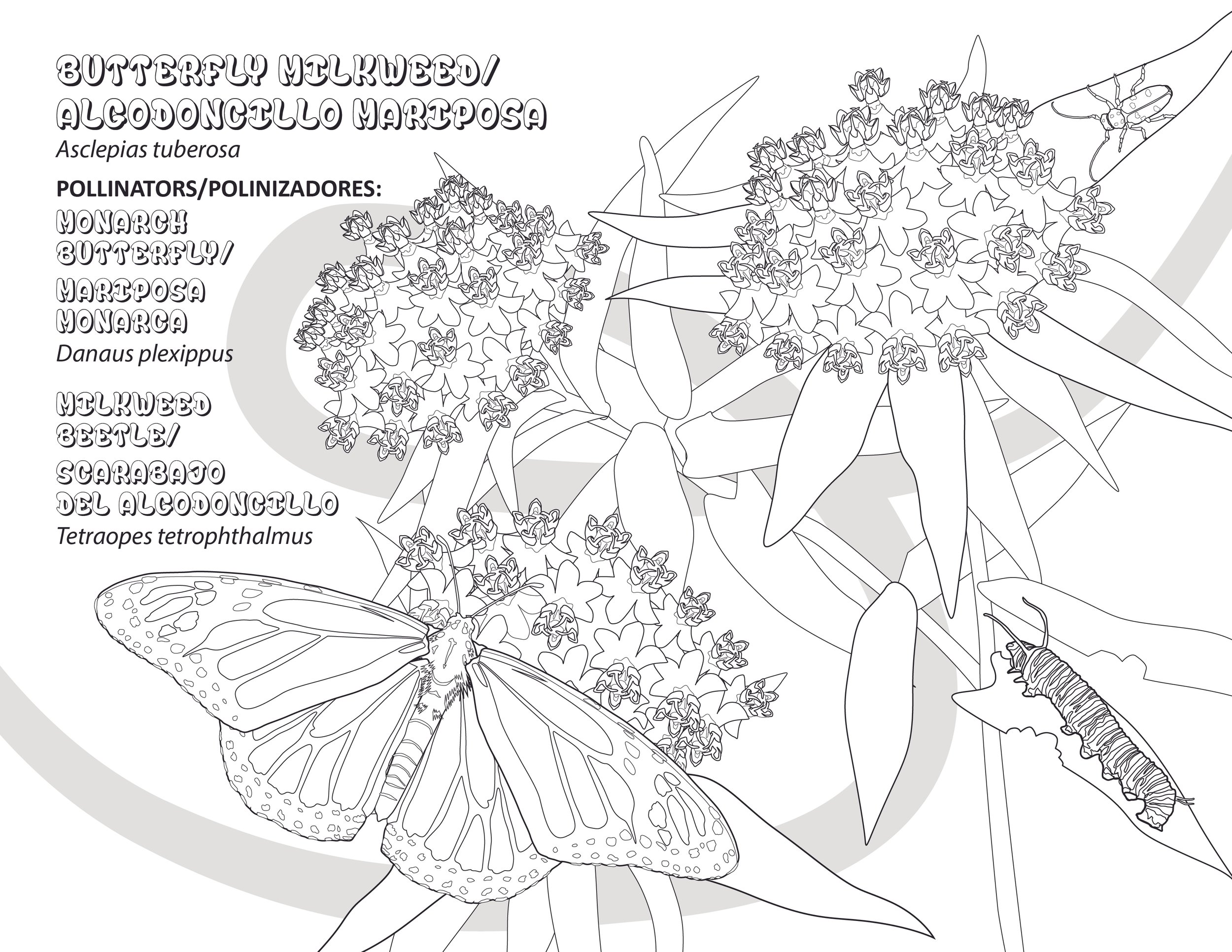 Ricker_Pollinator_ColoringPages-03.jpg
