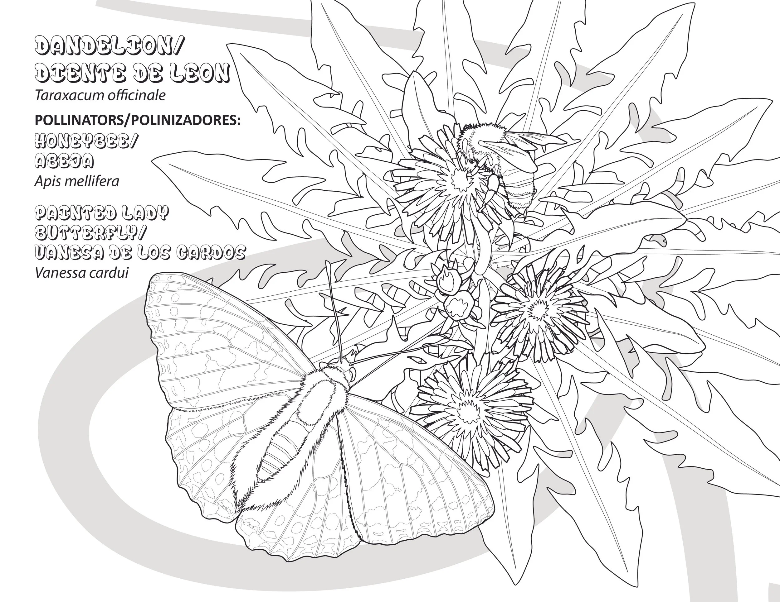 Ricker_Pollinator_ColoringPages-05.jpg