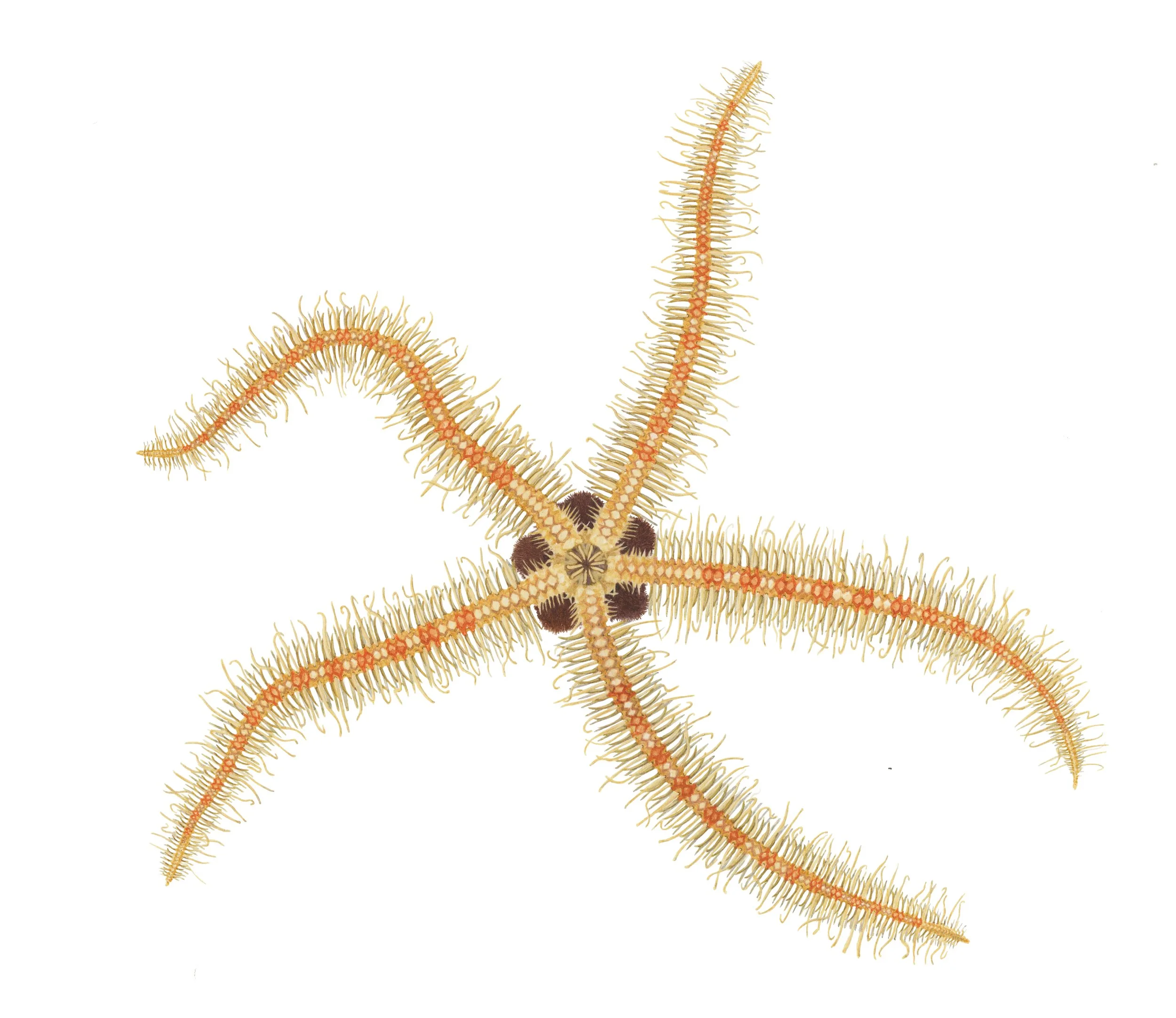 072719_brittlestar_flat.jpg