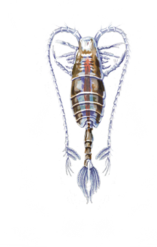 copepod1.png