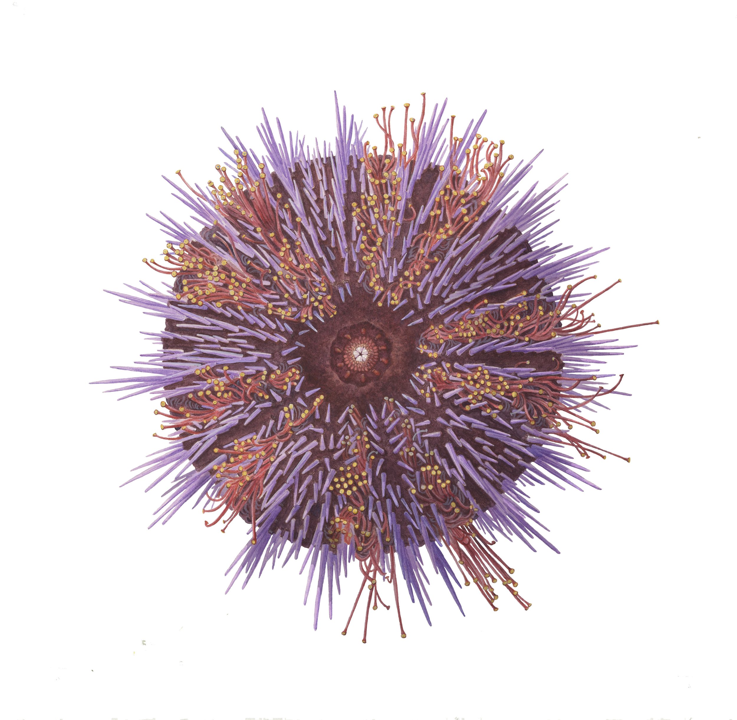 073019_urchin_ventral.jpg