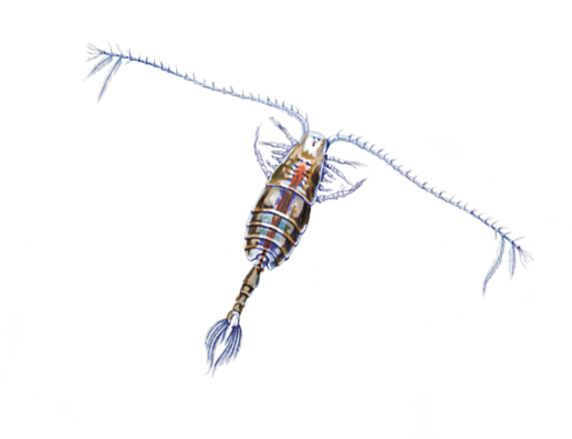 copepod2.png