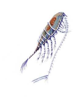 copepod3.png