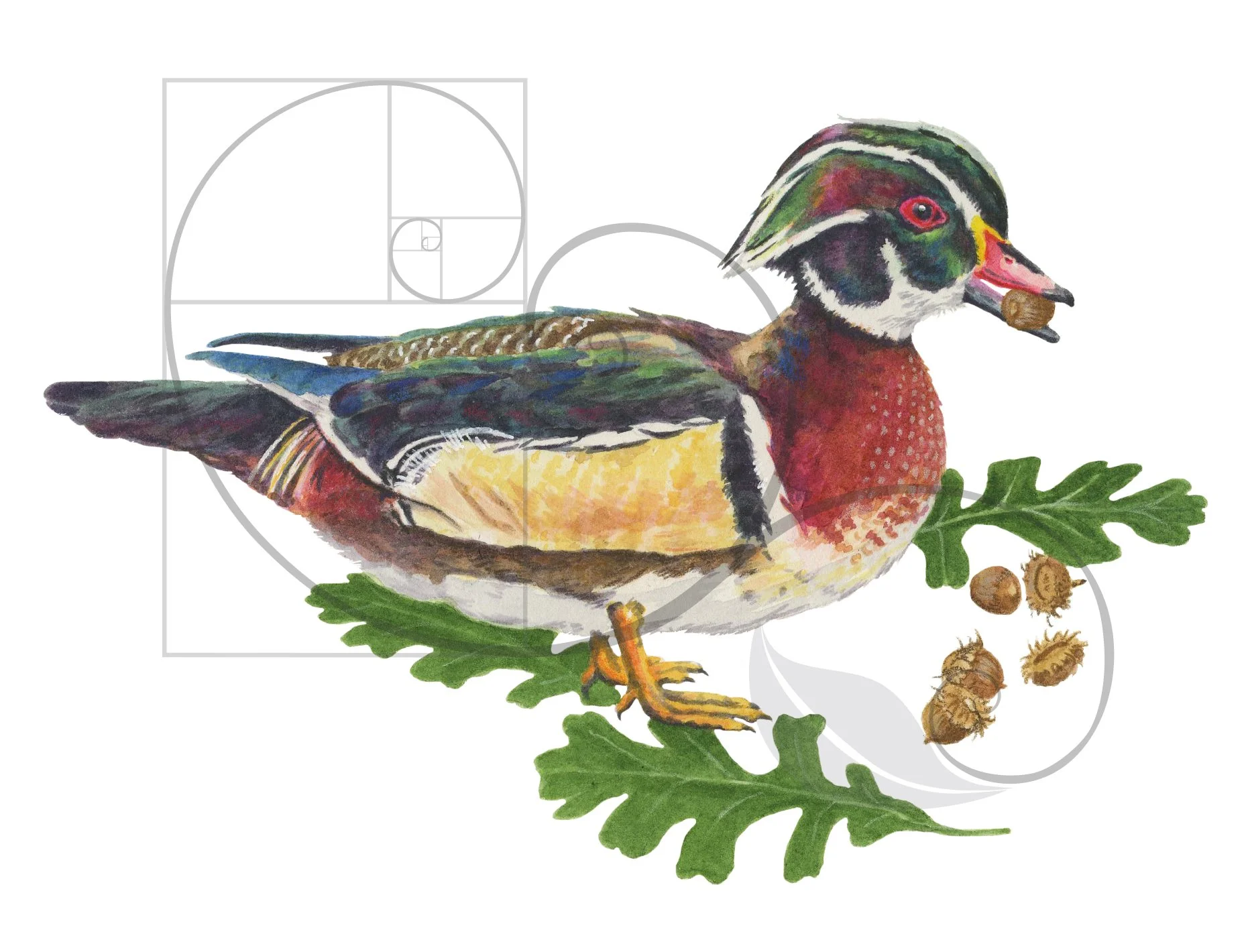 woodduck_color_sm.jpg