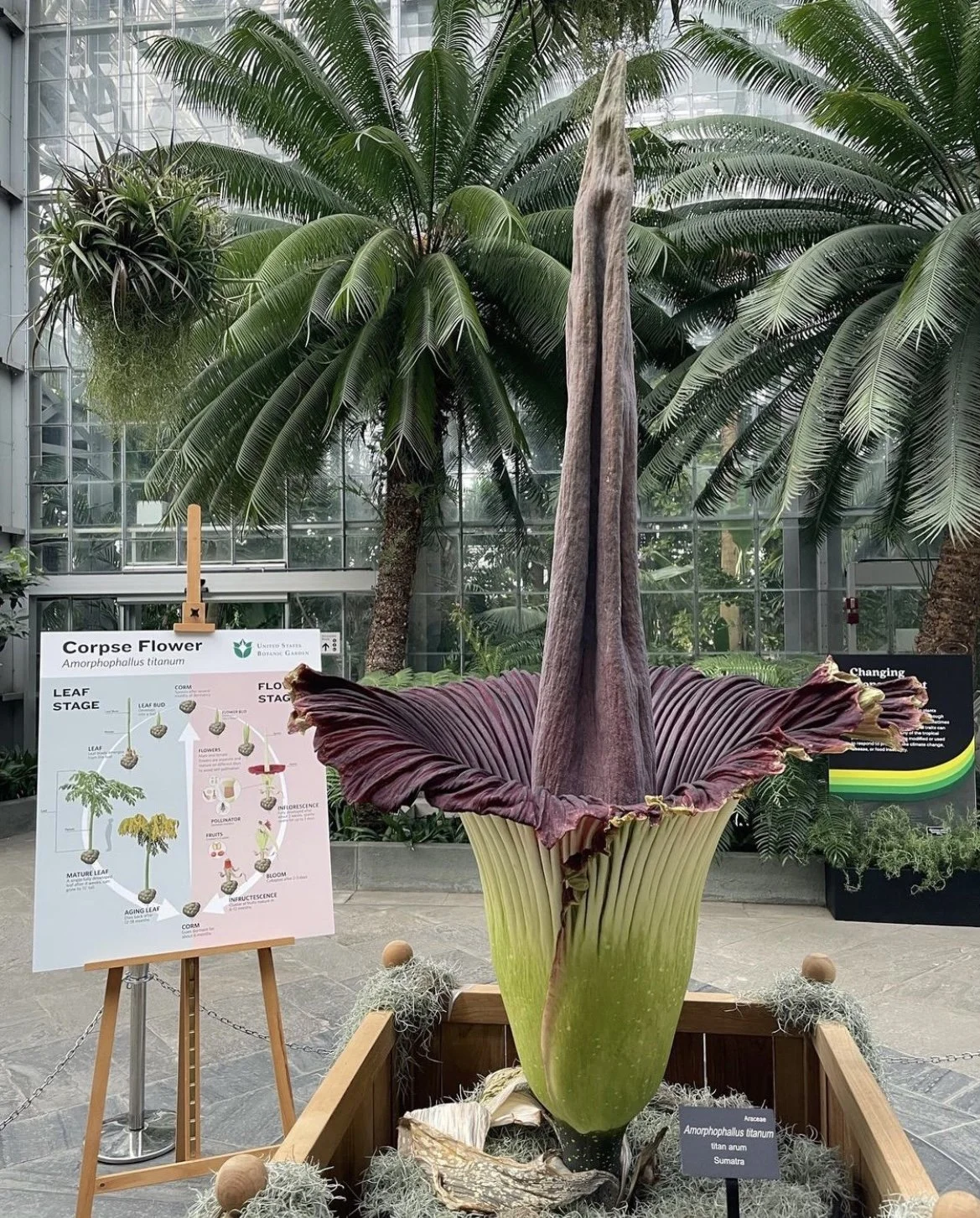 TitanArum_USBG.jpg