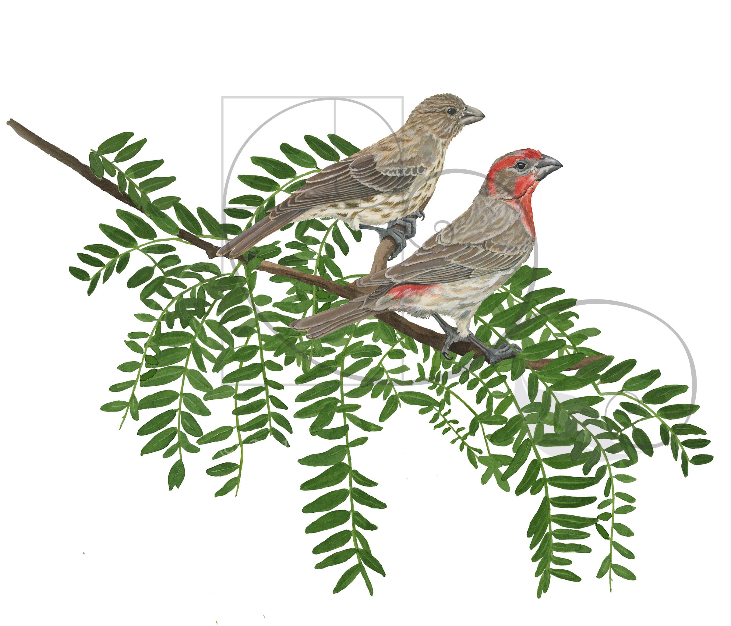 Audubon_housefinches_color_sm.jpg