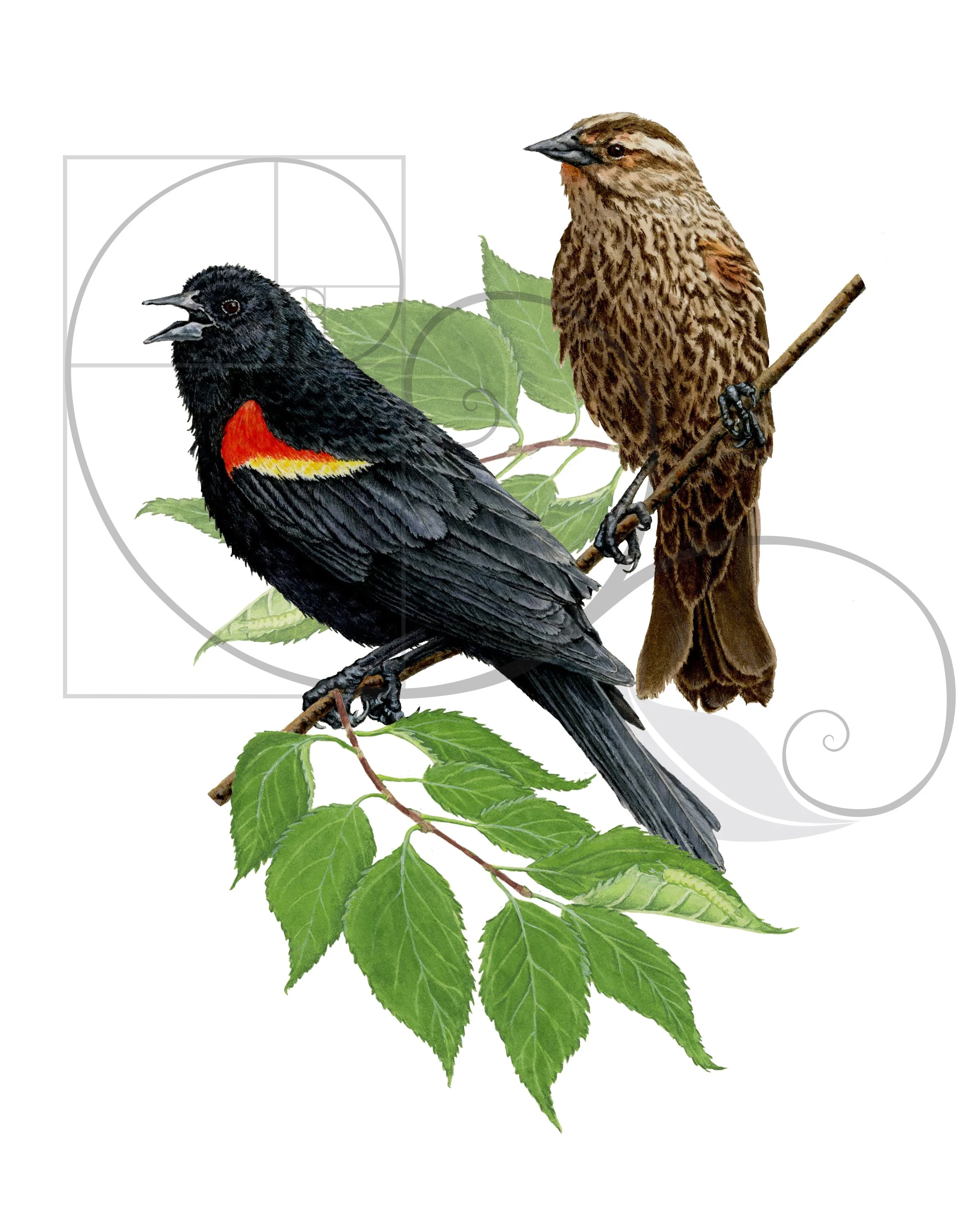 Audubon_blackbirds_color_sm.jpg