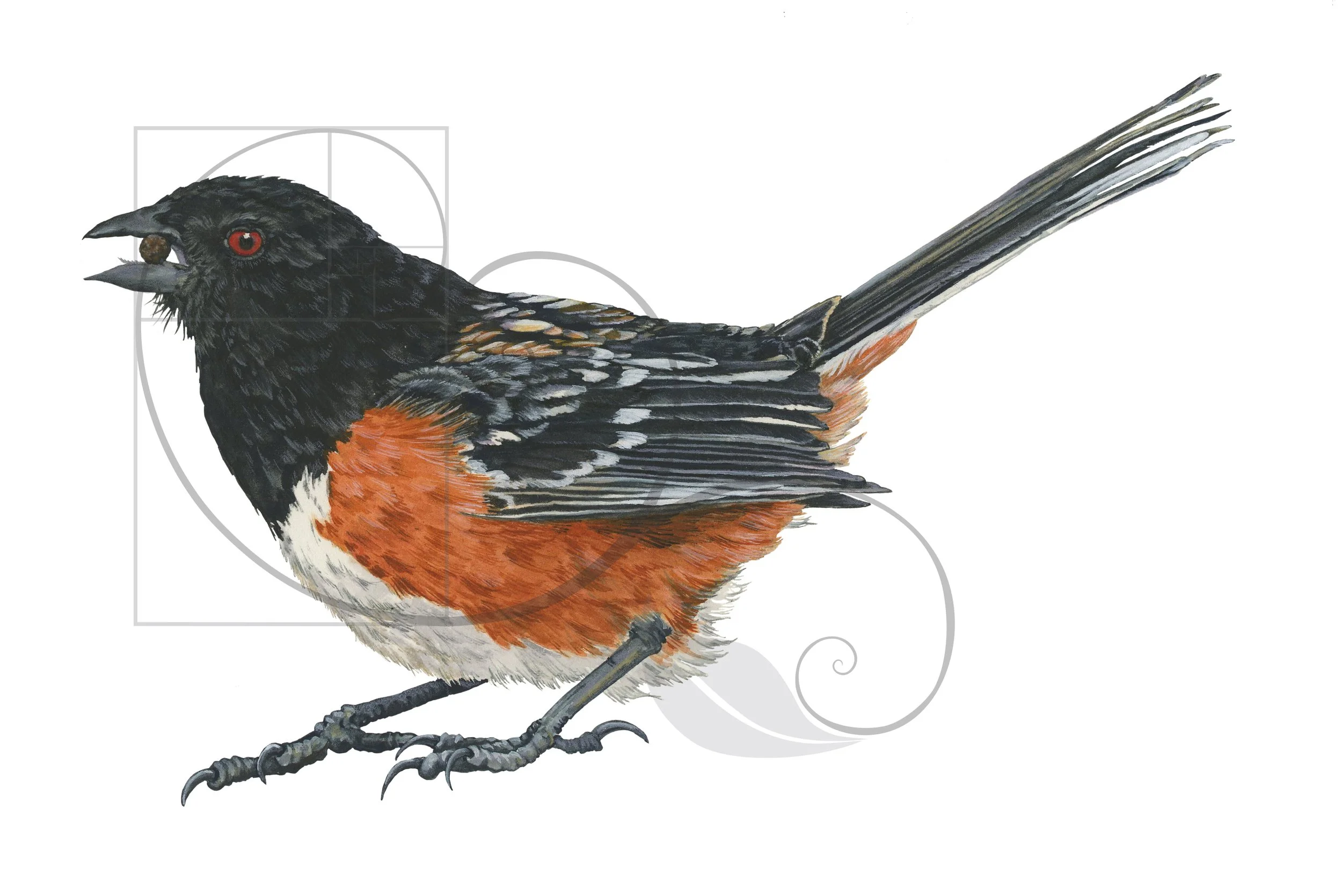 Audubon_SpottedTowhee_color_sm.jpg