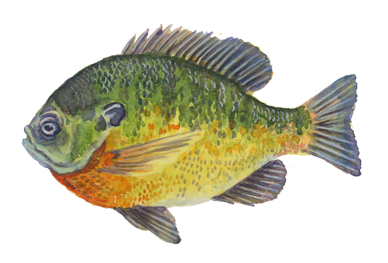 BlueGill_color.png