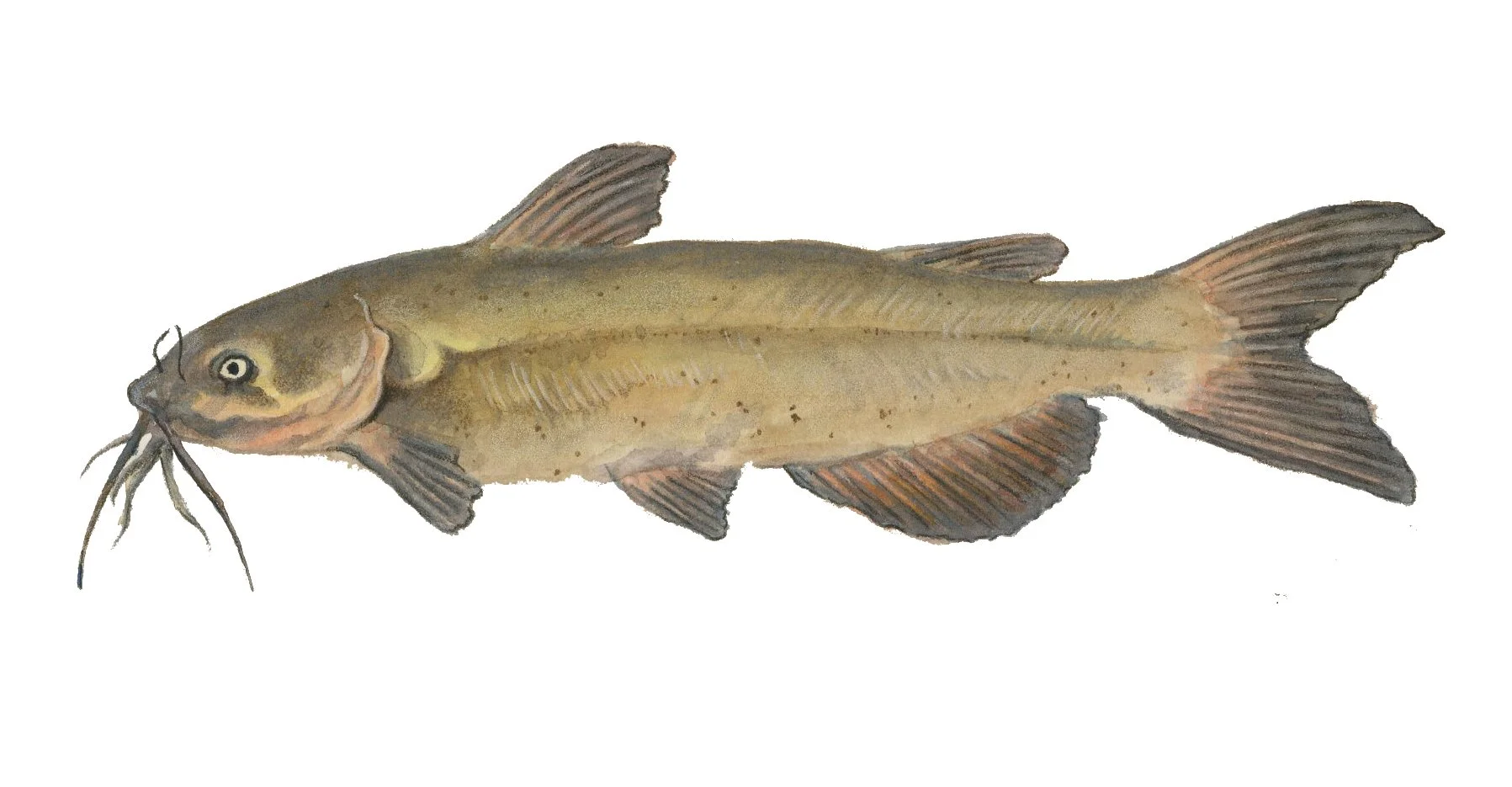 catfish_color.jpg