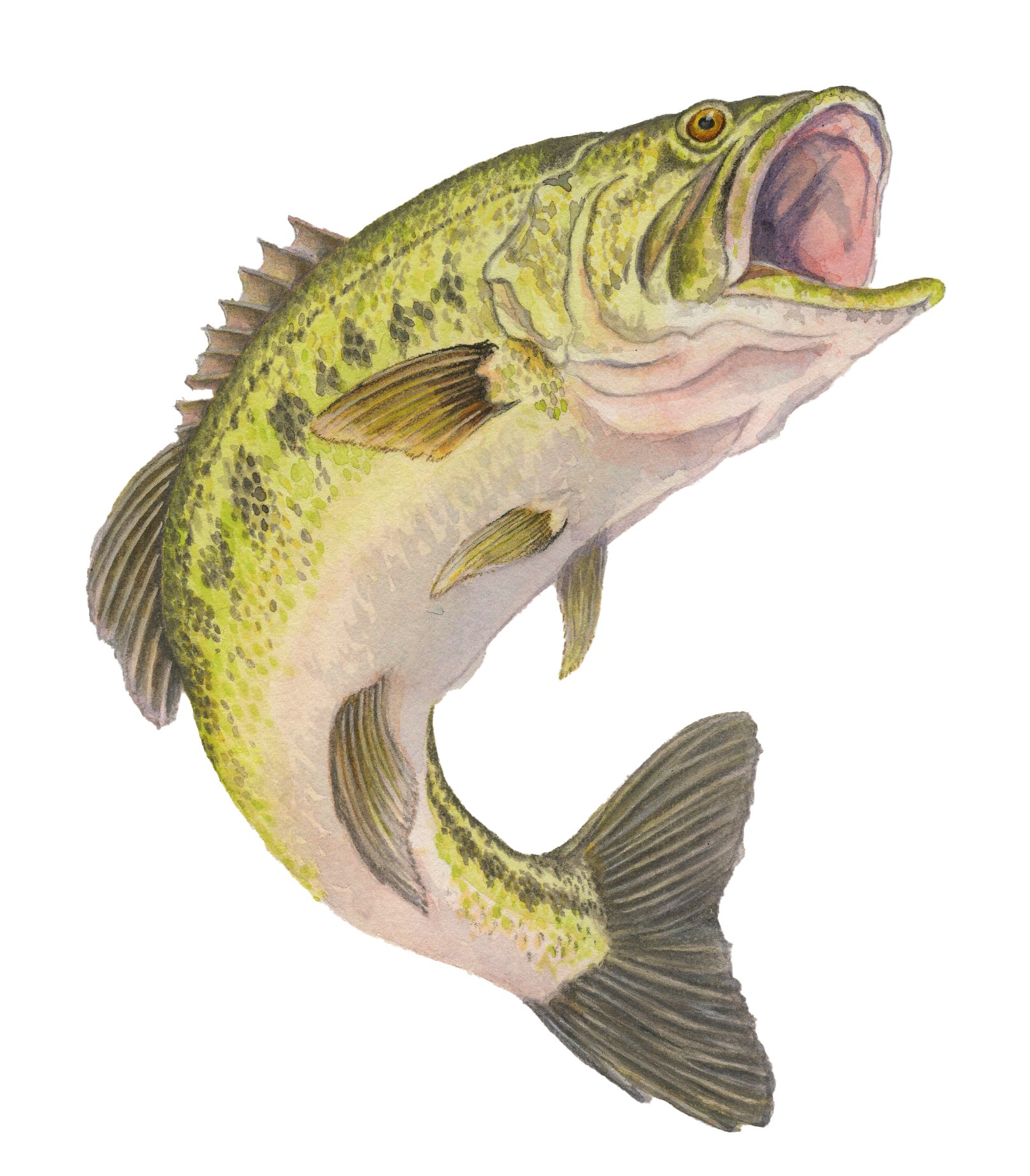 LargeMouthBass_color.jpg