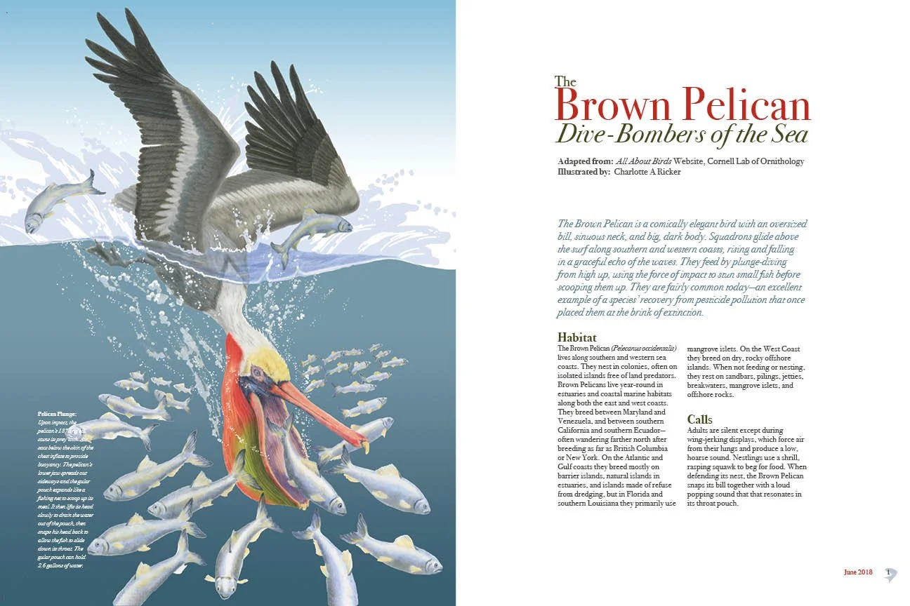 Ricker_Pelican_article1.jpg