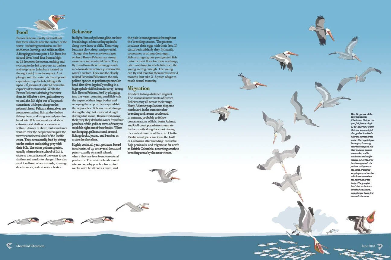 Ricker_Pelican_article2.jpg