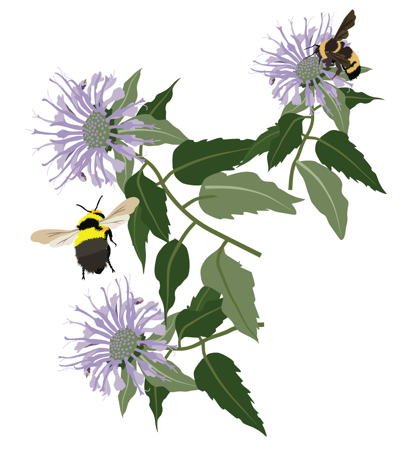 Ricker_Sidewalk_beebalm.png