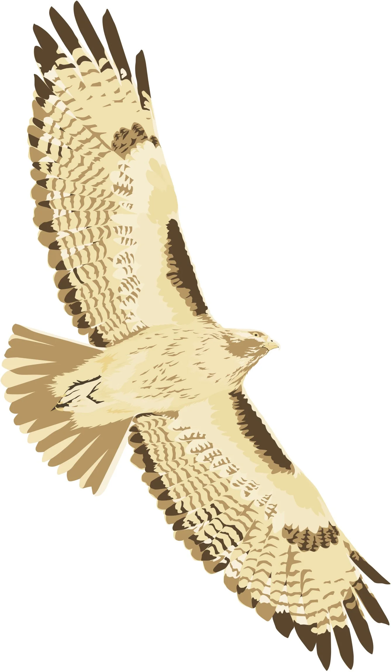 final_hawk_illustration.jpg
