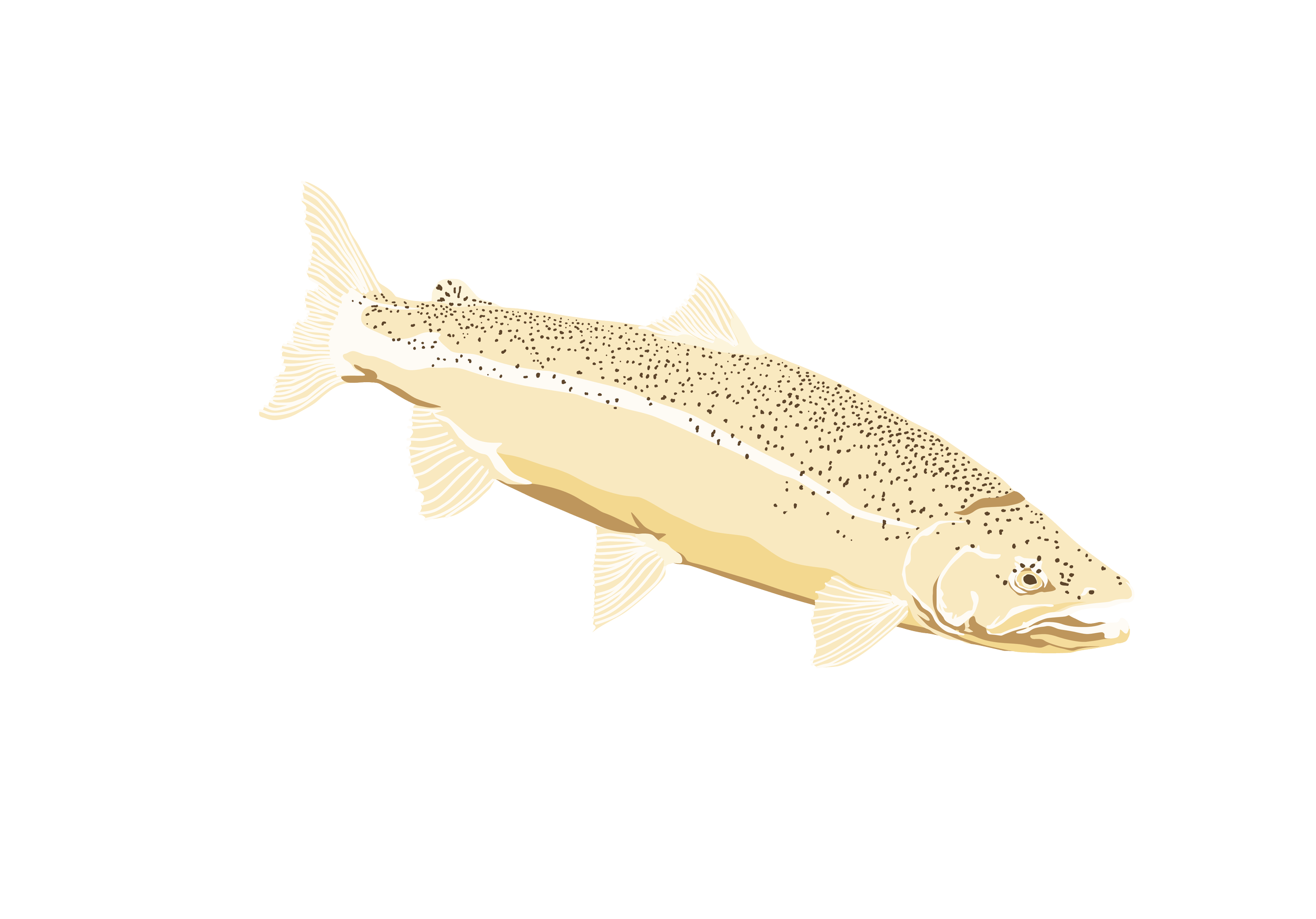 trout_illustration-01.png