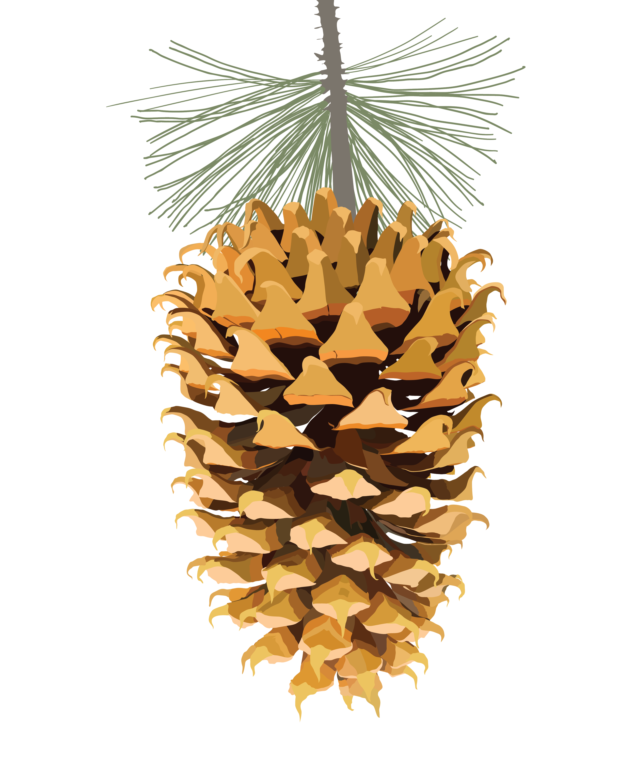 041921_CoulterPinecone_illustration-01.png