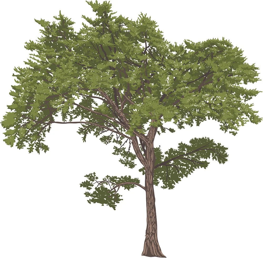 Final_MontereyPine_illustration_reduced.jpg