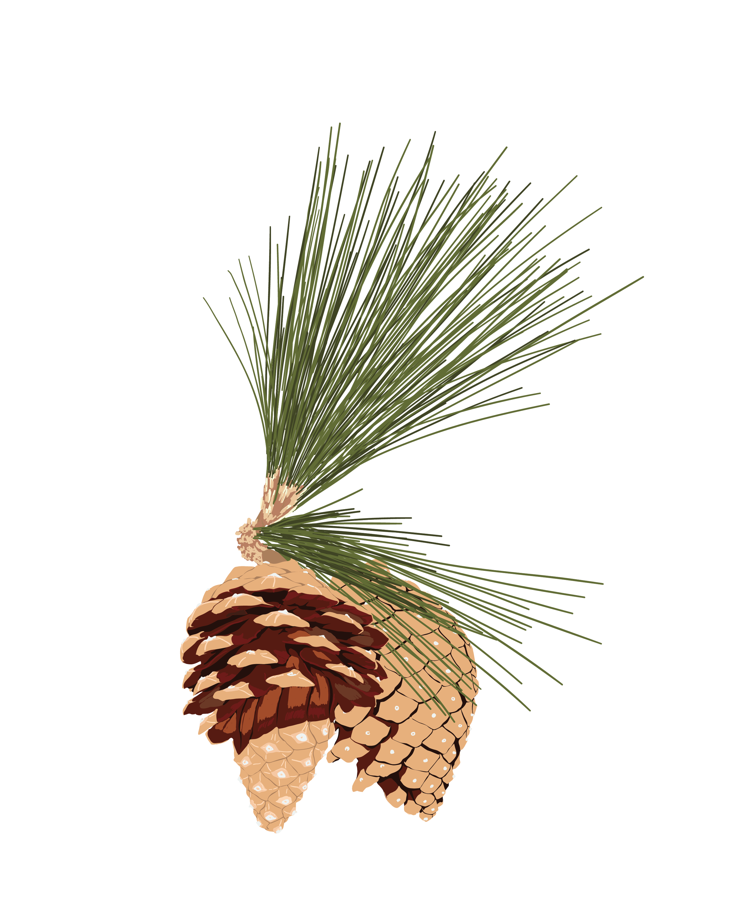 MontereyPine_Cone_illustration_final-01.png