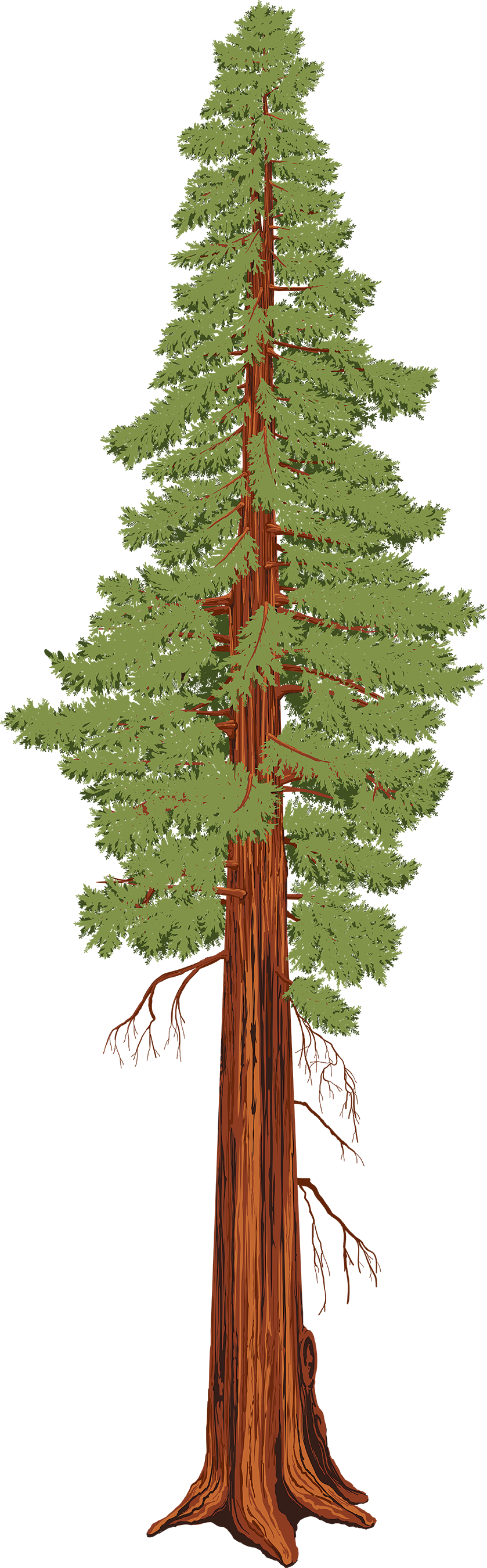 redwoodtree_illustration_color_reduced.png
