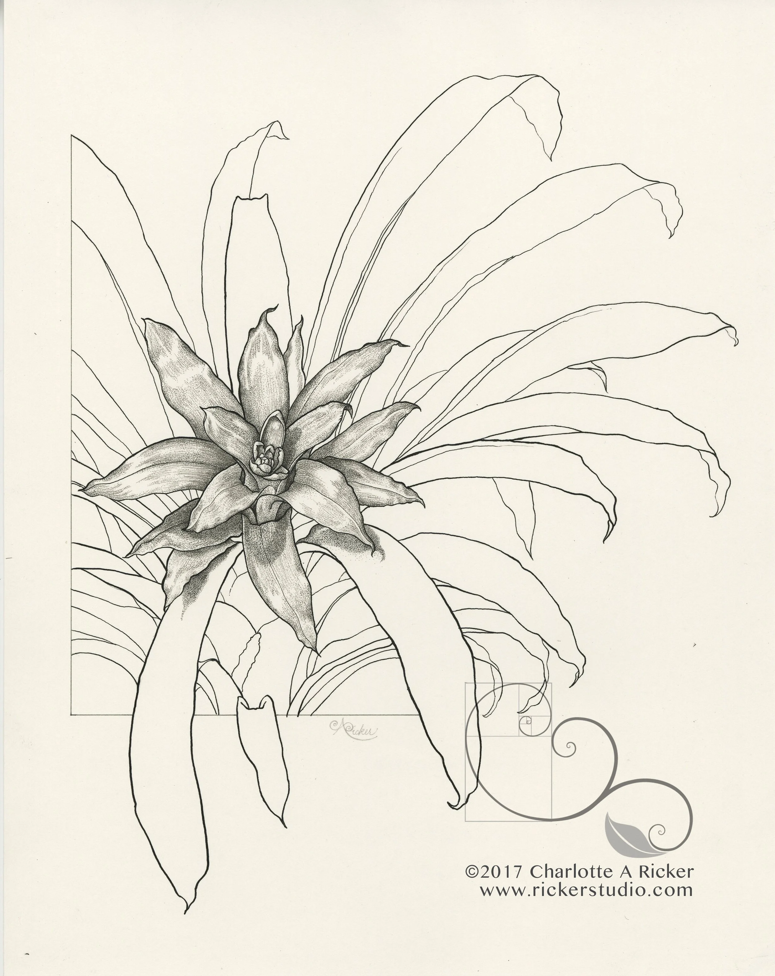 ricker_bromeliad.jpg