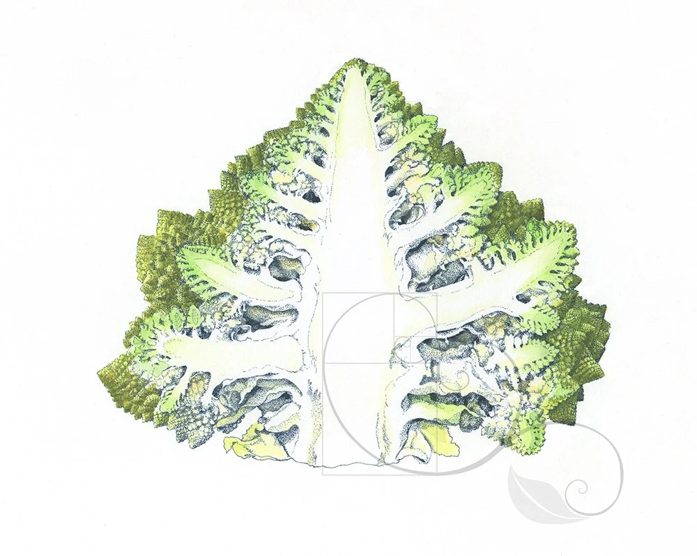 Ricker_romanesco_color_adjusted.jpg